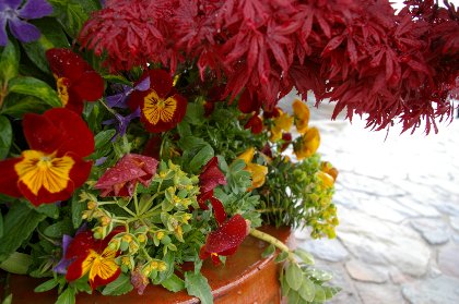 Flowers at the viewpoint overlooking downtown Edmonds, Washington - image.