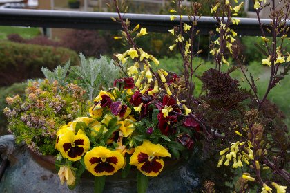 Flowers at the viewpoint overlooking downtown Edmonds, Washington - image.