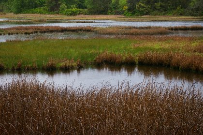 The Educational Marsh in downtown Edmonds, Washington - image.