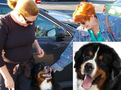 A friendly Bernese Mountain (farm) Dog in Gig Harbor, Washington - image.