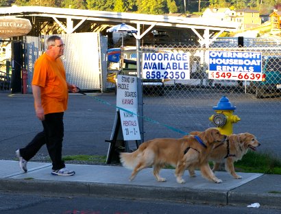 Dog walking in downtown Gig Harbor, Washington - image.