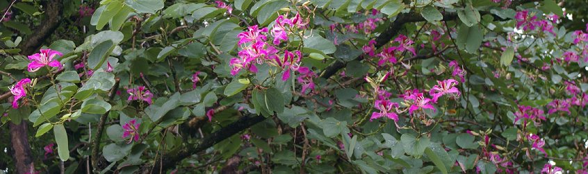 Hawaiian Flowers - Photo.