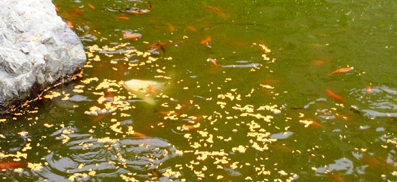 Goldfish at feeding time at The Quarry Skagit Valley event space and La Conner Bed and Breakfast - photo.