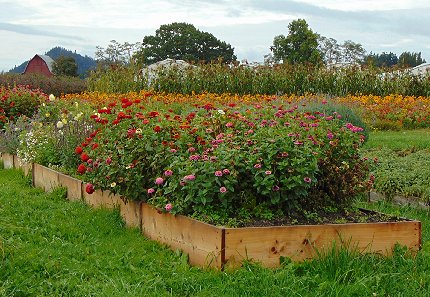A raised flower bed in LaConner, Washington - image.