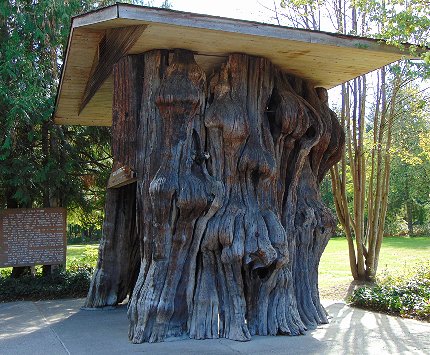 Wester Red Cedar stump Mt. Vernon, Washington - image.