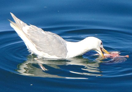 A seagul dining just off the deck of the Lobster Shop in Tacoma - image.