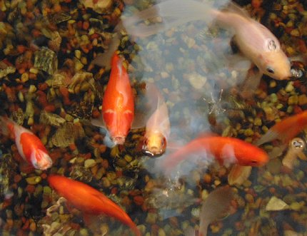 Goldfish and waterfall at the Hampton Inn & Suites in Lynnwood, Washington - image.