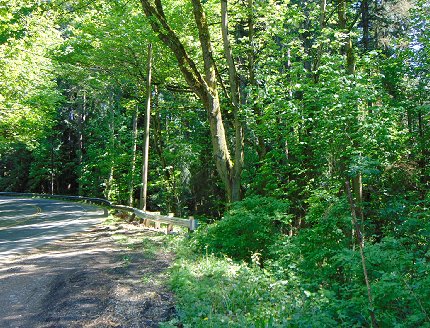 A greenbelt ravine in Edmonds, Washington - image.