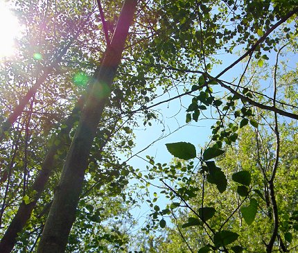 Alder stand in a local greenbelt in Lynnwood - image.