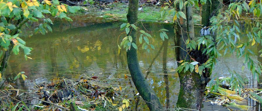 Small creek flowing outside the Fairfield Inn in downtown Puyallup, Washington.