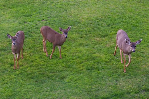 Deer looking for their free handout at The Grey Gull in Ocean Shores - image.