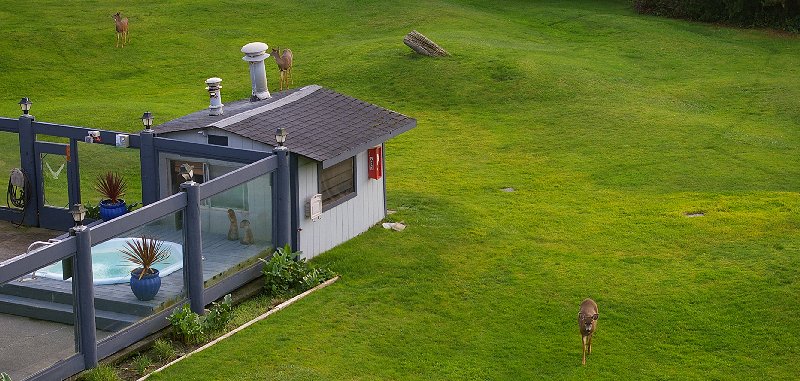 Deer gathering for a free handout at The Grey Gull in Ocean Shores - image.