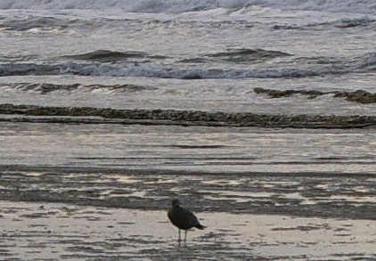 Gull on the beach at Ocean Shores, Washington - image.