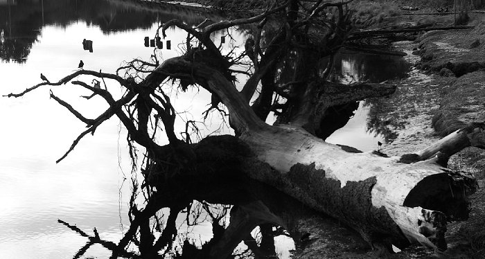 Driftwood along the edge of a small river near Ocean Shores, Washington - image.
