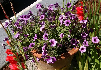 Flowers at the Oyster Bay Inn in Bremerton WA - image.