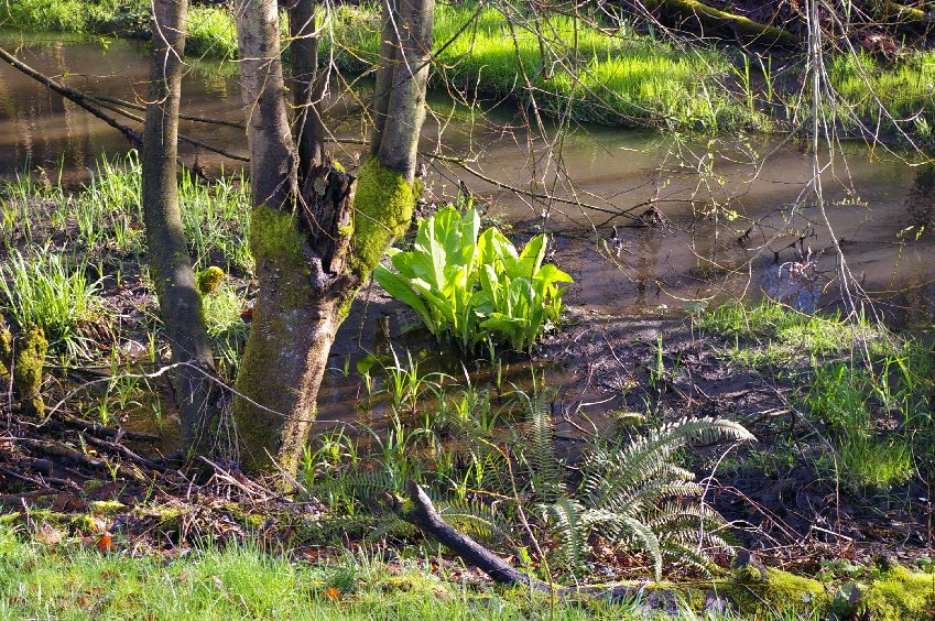 Stream and wetland outside the Fairfield Inn in downtown Puyallup - image.