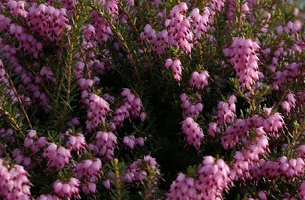 Flowering shrub at the Fairfield Inn in Puyallup - image.