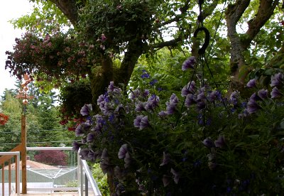 The hanging plants from our deck in Tacoma, Washington.