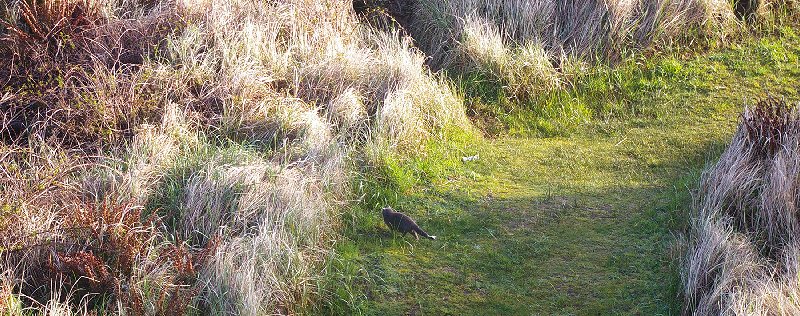 A huting cat at Ocean Shores - image.