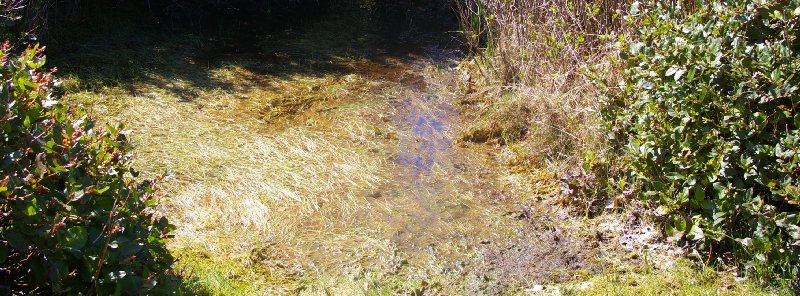 A pool of water at Ocean Shores - image.