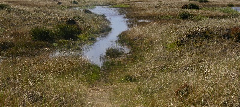 Pools and puddle abound in the dunes at Ocean Shores - image.