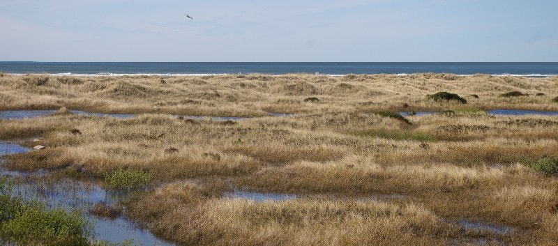 The lookout from a hillock in the dunes at Ocean Shores - image.