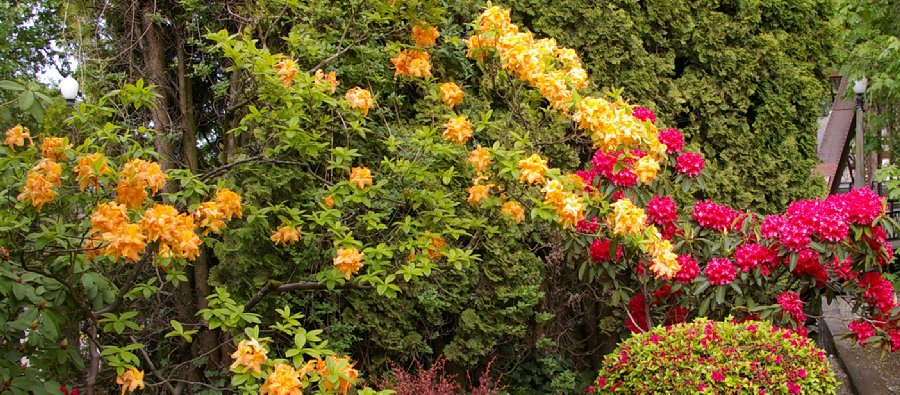 Orange and pink rhododendrons.