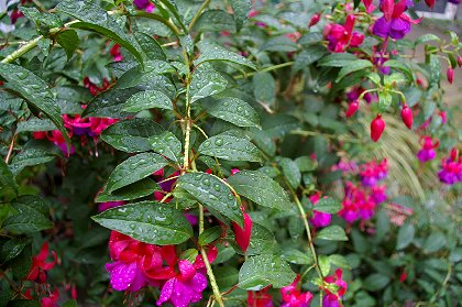 Hardy fuchsia plant at 11th Avenue Inn on Capitol Hill - image.