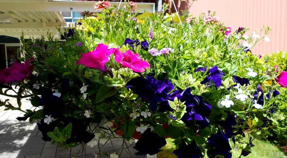 Hanging flowers at CenterStage Theatre in Federal Way - image.