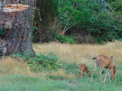 A mother and her two fawns at the Oakbrook Golf Course in Lakewoos, Washington.