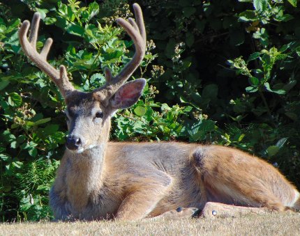 One of the Doman Family Deer in Tacoma, Washington - image.