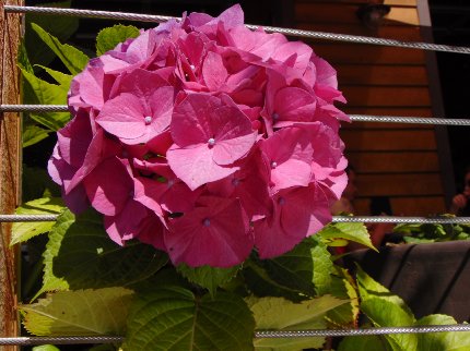 A deck flower at The Hub in Tacoma, Washington - image.
